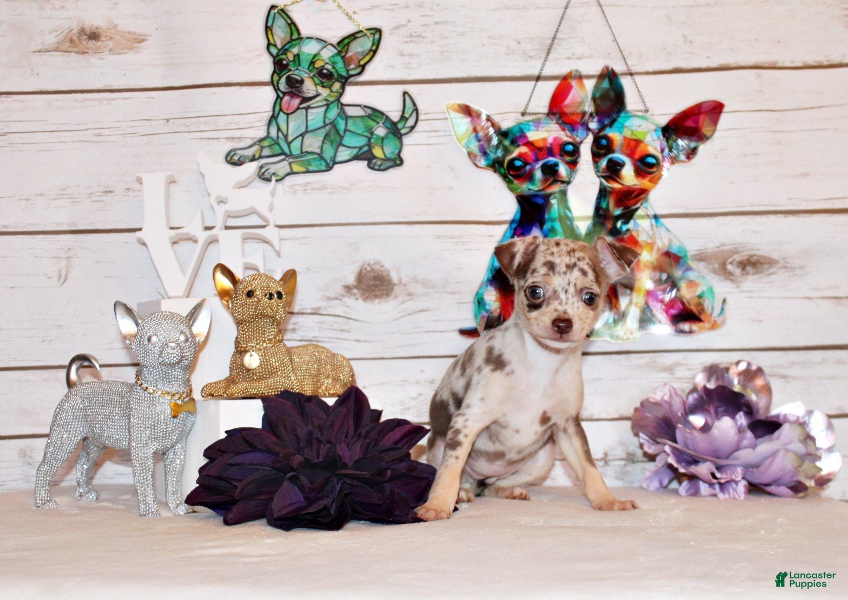 Chihuahua dogs Gretchen - Ad 1