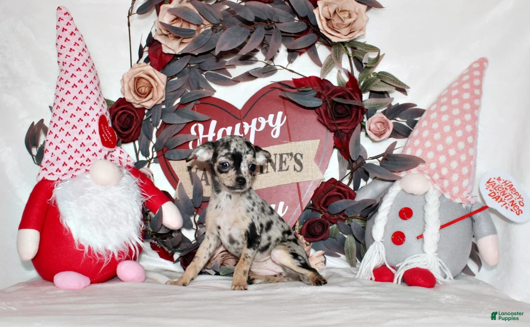 Chihuahua dogs for sale: Dottie - Ad 1