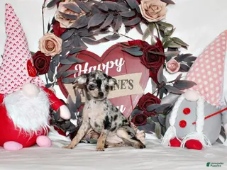 Chihuahua dogs Dottie - Ad 6