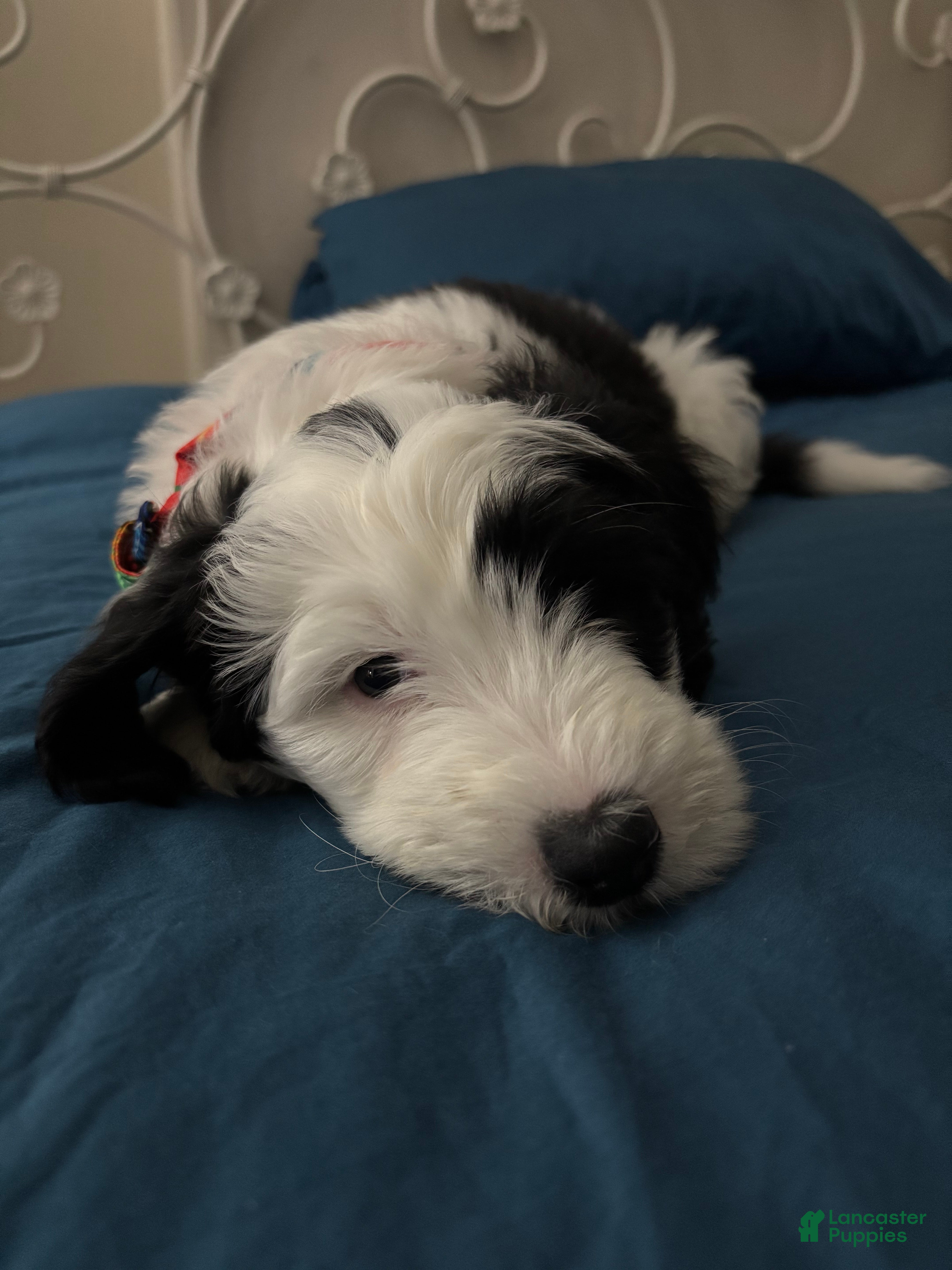 Mixed Breed dogs Lucky - Ad 42