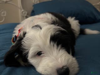 Mixed Breed dogs Lucky - Ad 42