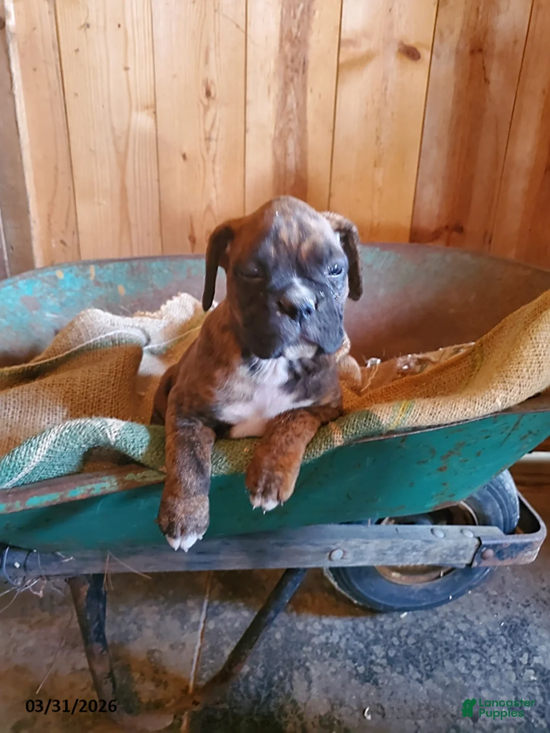 Boxer dogs for sale: Trixie - Ad 1