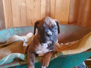 Boxer dogs for sale: Trixie - Ad 4
