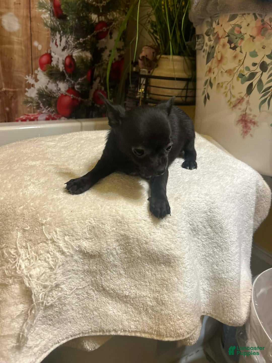 Chihuahua dogs for sale: Chihuahua Puppy 1 - Ad 1