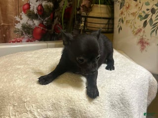 Chihuahua dogs Chihuahua Puppy 1 - Ad 13