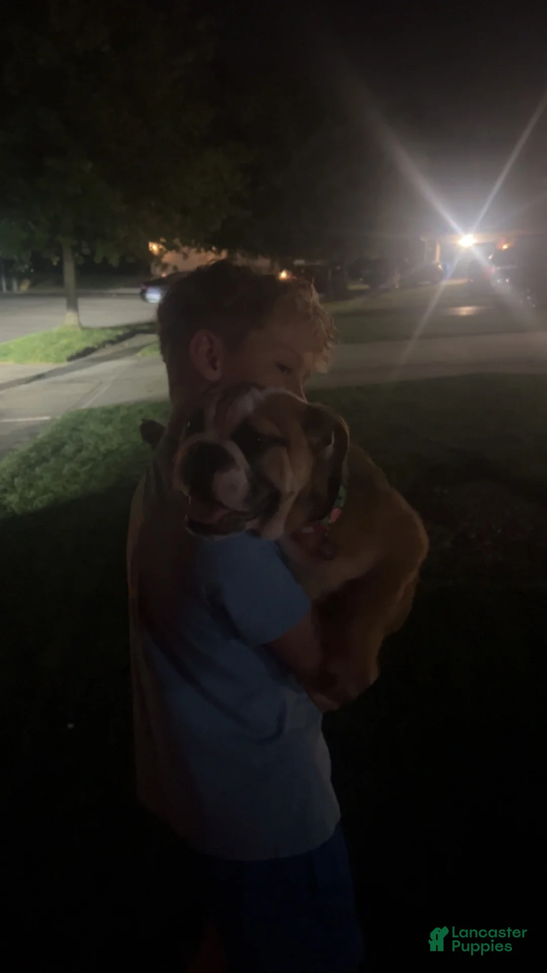 English Bulldog dogs for sale: English Bulldog 1 - Ad 3