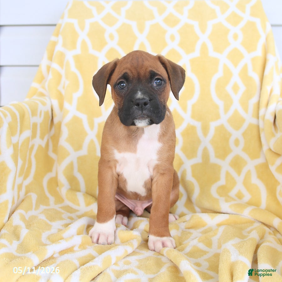 Boxer dogs for sale: Atlas - Ad 4