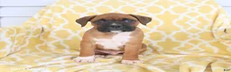 Boxer dogs for sale: Atlas - Ad 1