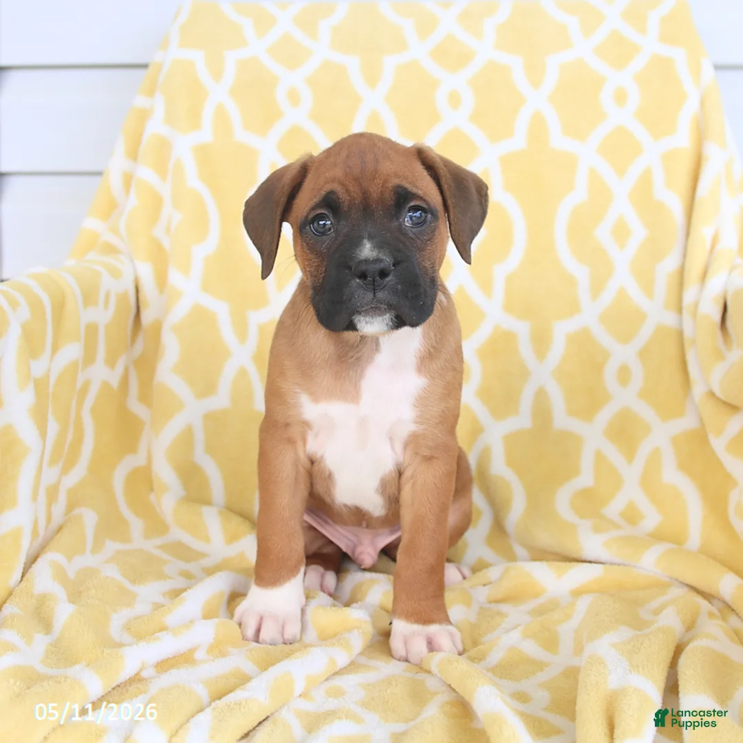 Boxer dogs for sale: Atlas - Ad 1
