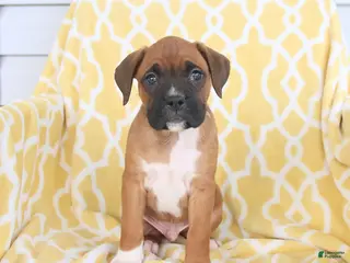Boxer dogs for sale: Atlas - Ad 4