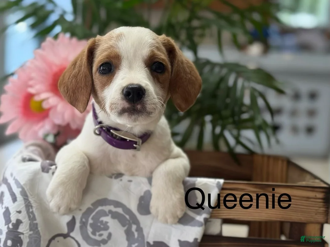 Mixed Breed dogs for sale: Queenie - Ad 1
