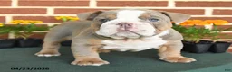 English Bulldog dogs for sale: Elsa - Ad 2