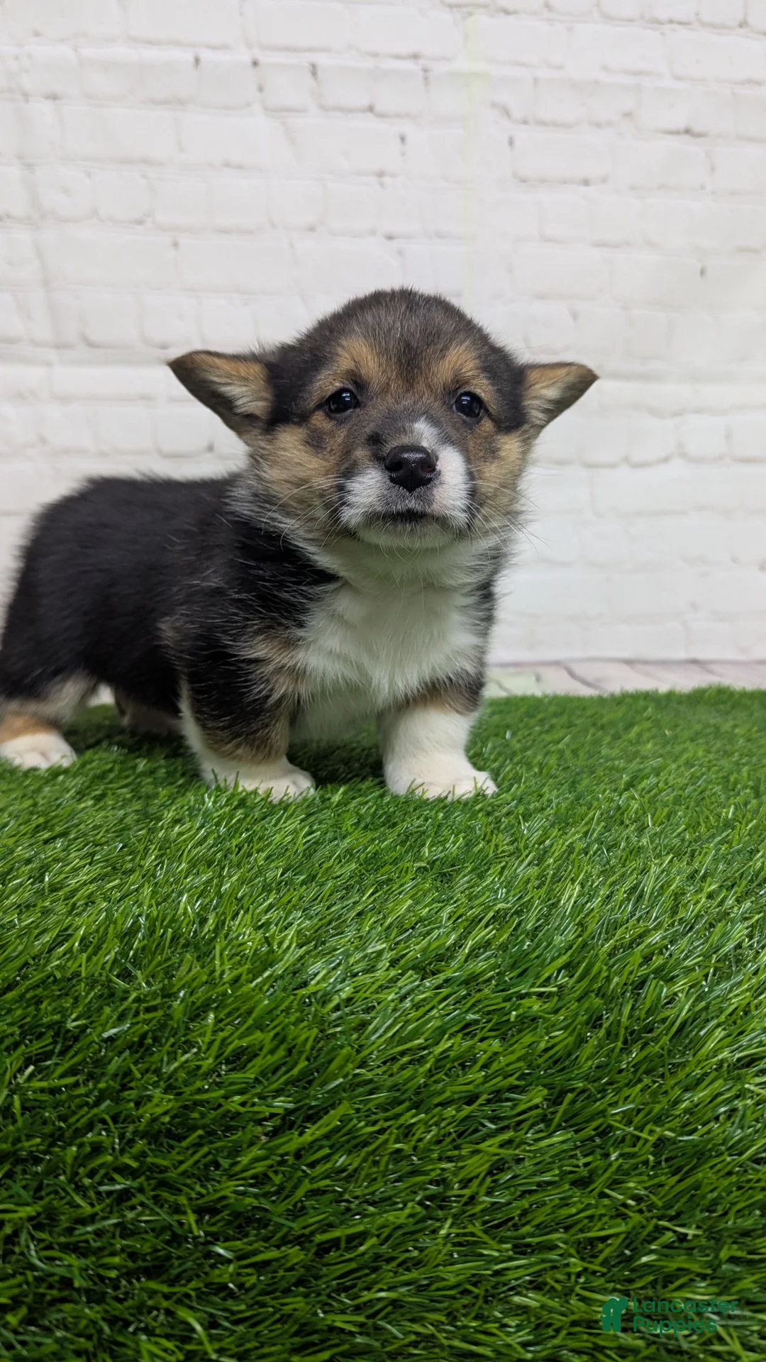 Welsh Corgi Pembroke dogs for sale: Casey - Ad 3