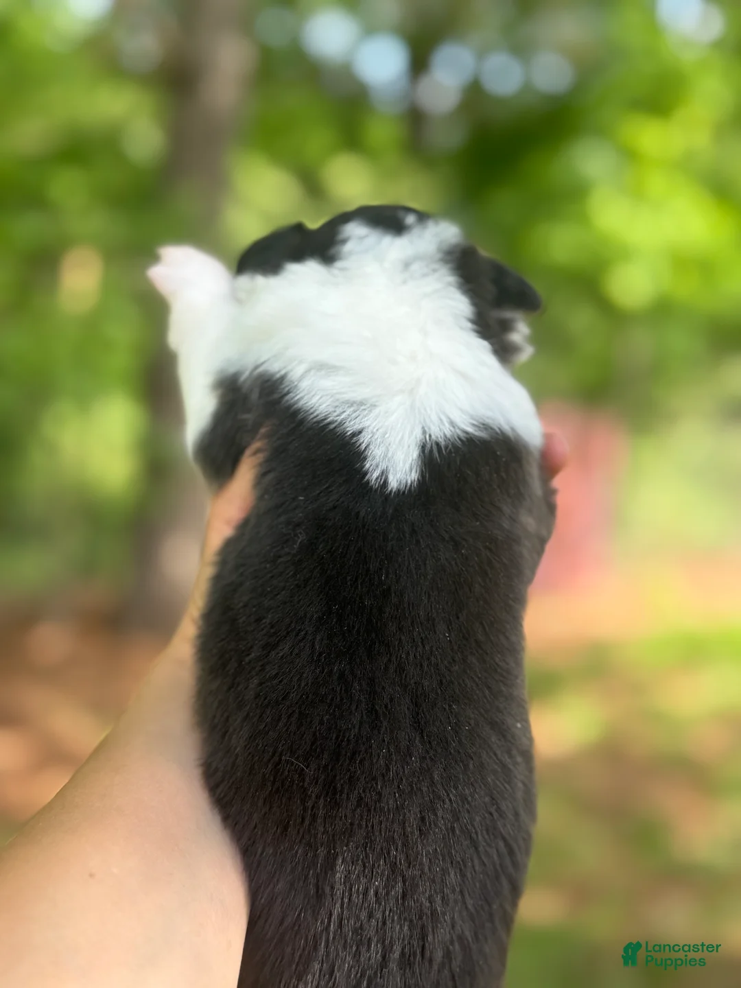 Welsh Corgi Pembroke dogs for sale: Fluffy Female - Ad 2