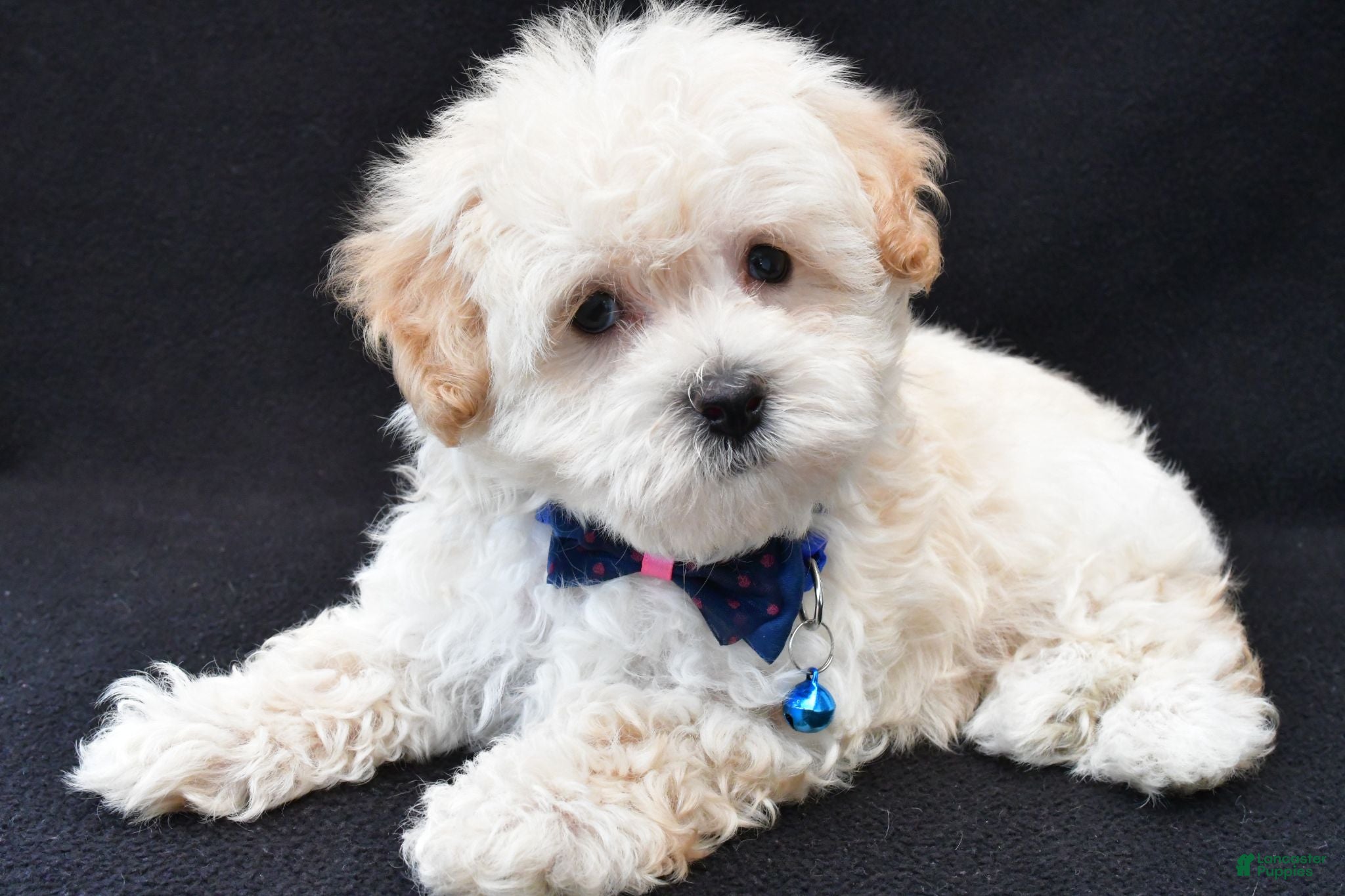 Maltipoo dogs Vince - Ad 1