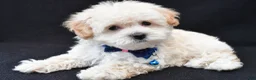 Maltipoo dogs for sale: Vince - Ad 1