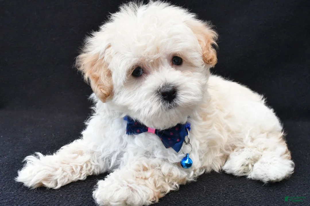 Maltipoo dogs for sale: Vince - Ad 1