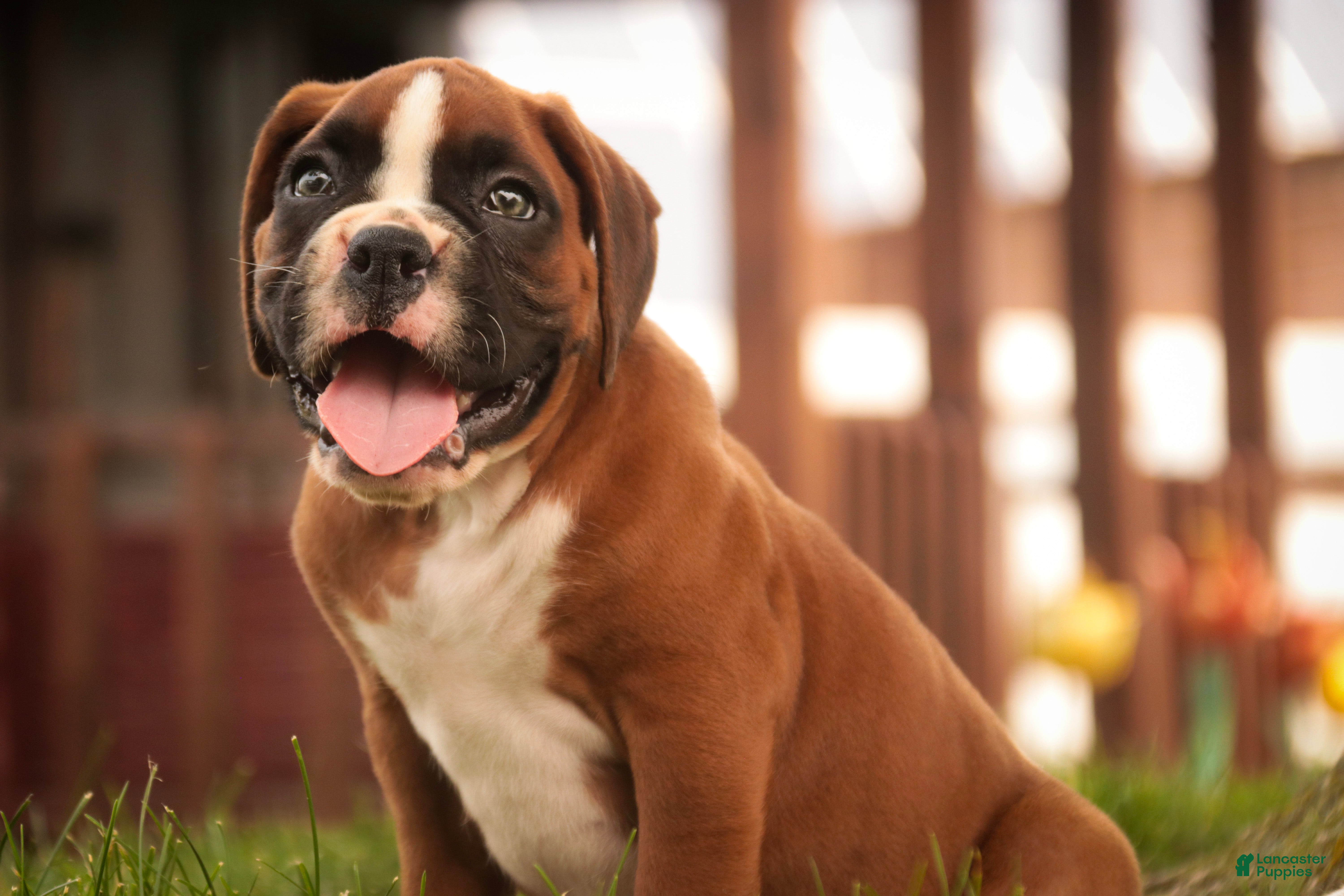 Boxer dogs Luna - Ad 1