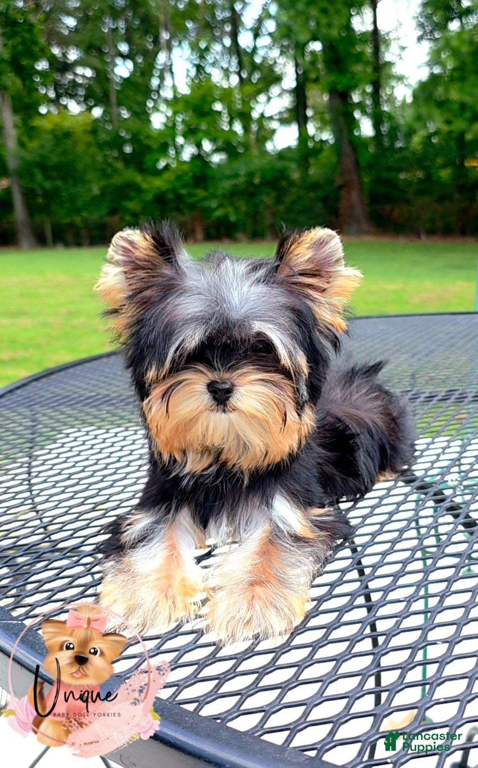 Yorkshire Terrier dogs Yorkshire Terrier 2 - Ad 2