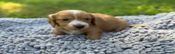Miniature Dachshund dogs for sale: Dark cream - Blaze - Ad 8