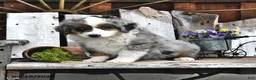 Australian Shepherd dogs for sale: Zeb   - Ad 3