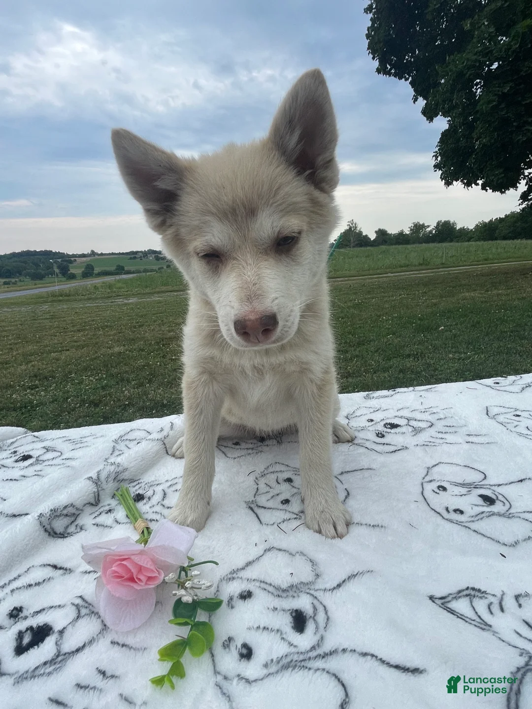 Pomsky dogs for sale: Hazel - Ad 2