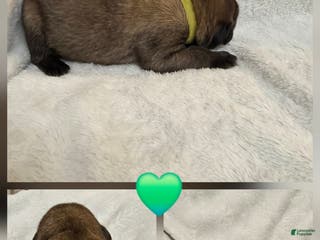English Mastiff dogs for sale: Green Collar - Ad 2