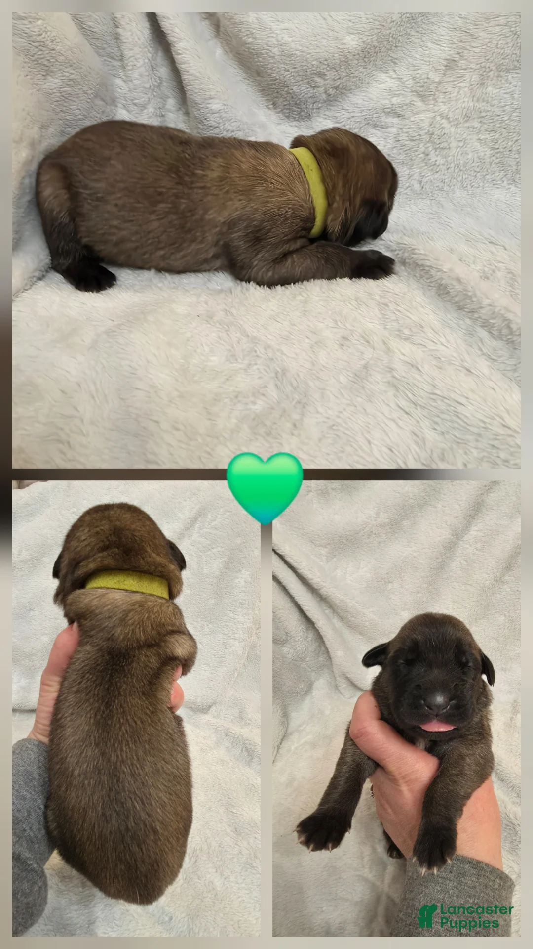 English Mastiff dogs for sale: Green Collar - Ad 2