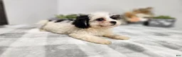 Teddy Bear dogs for sale: Claude - Ad 10