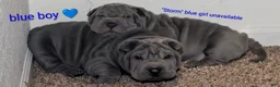 Shar Pei dogs for sale: Baby Blue Boy 1 - Ad 3