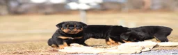 Rottweiler dogs for sale: Sugar - Ad 6