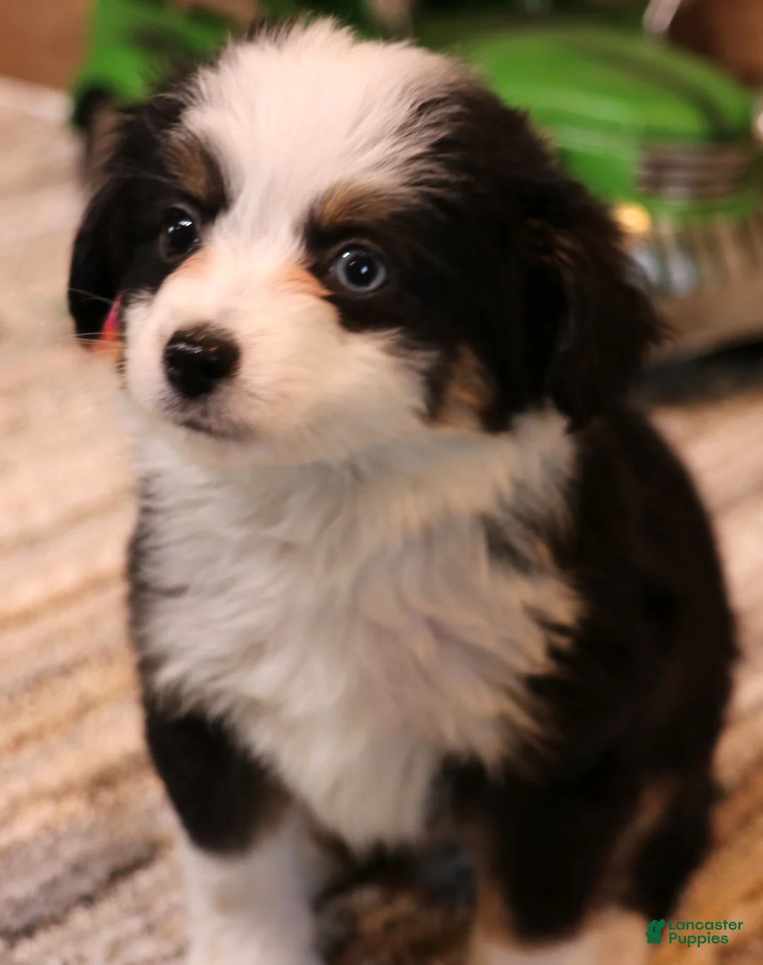 Toy Australian Shepherd dogs for sale: Chip black/tri 1 blue/1 brown eye - Ad 1