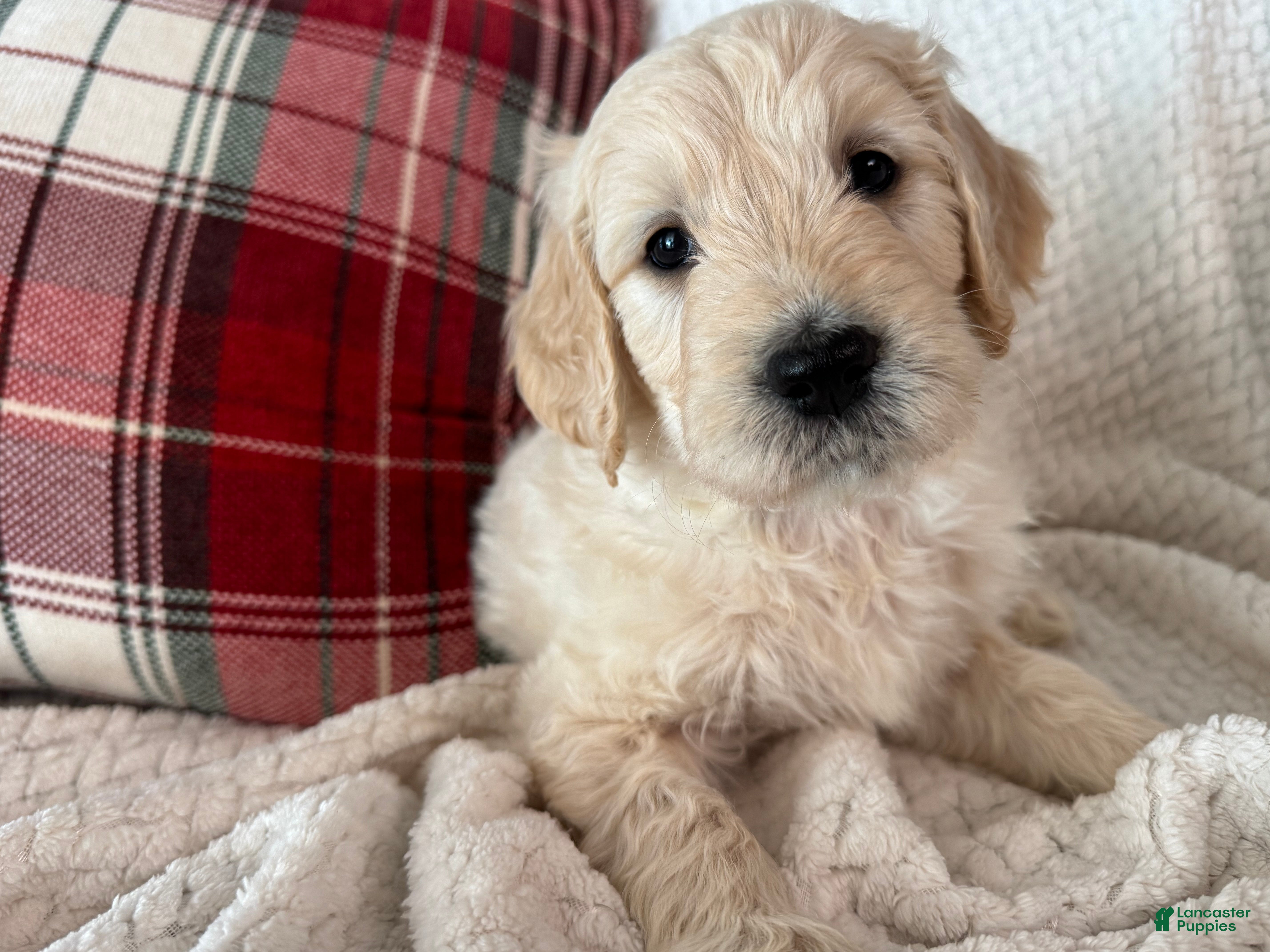 Goldendoodle dogs 🐾 Sly – Resilient, Playful & Full of Life 🐾 - Ad 15