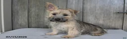Cairn Terrier dogs for sale: Alex - Ad 3