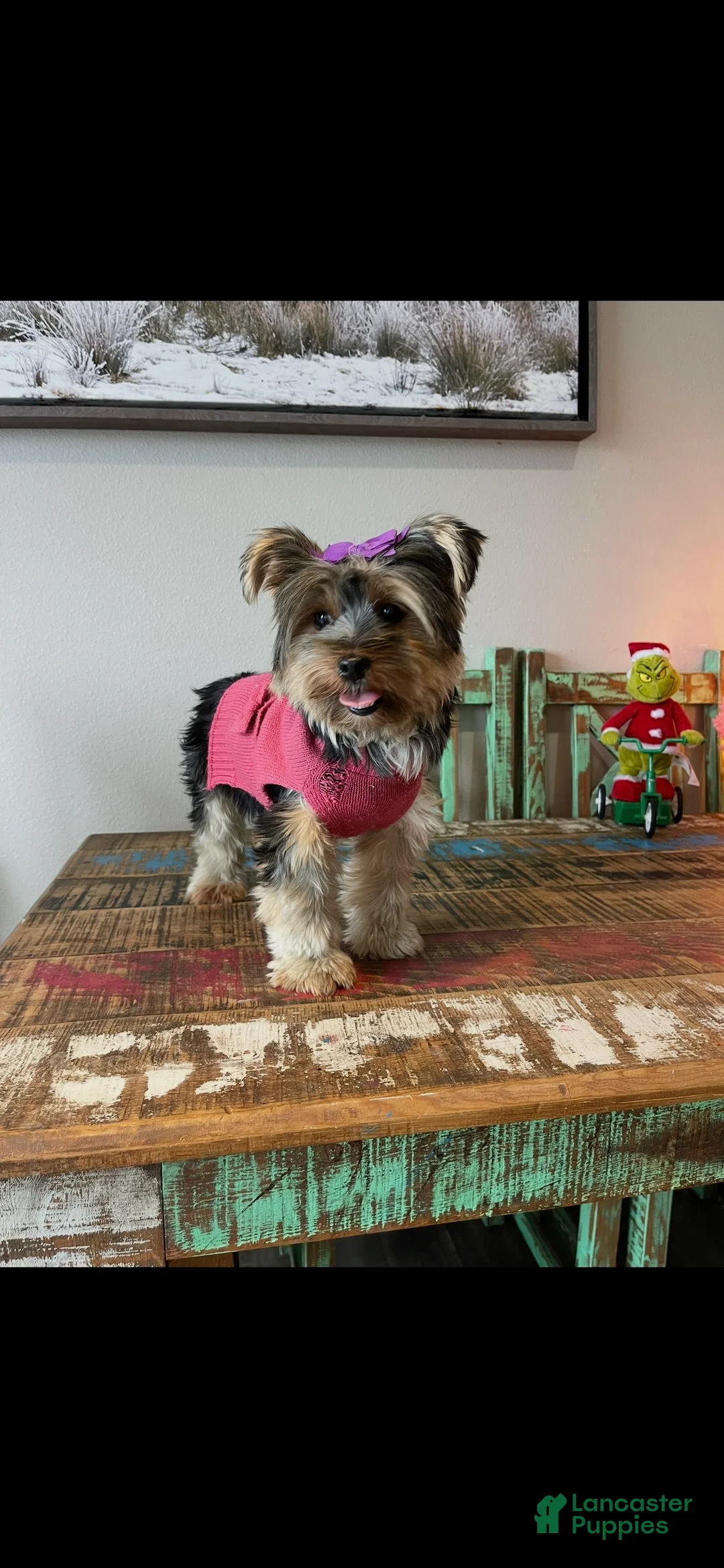 Yorkshire Terrier dogs for sale: Mable - Ad 6