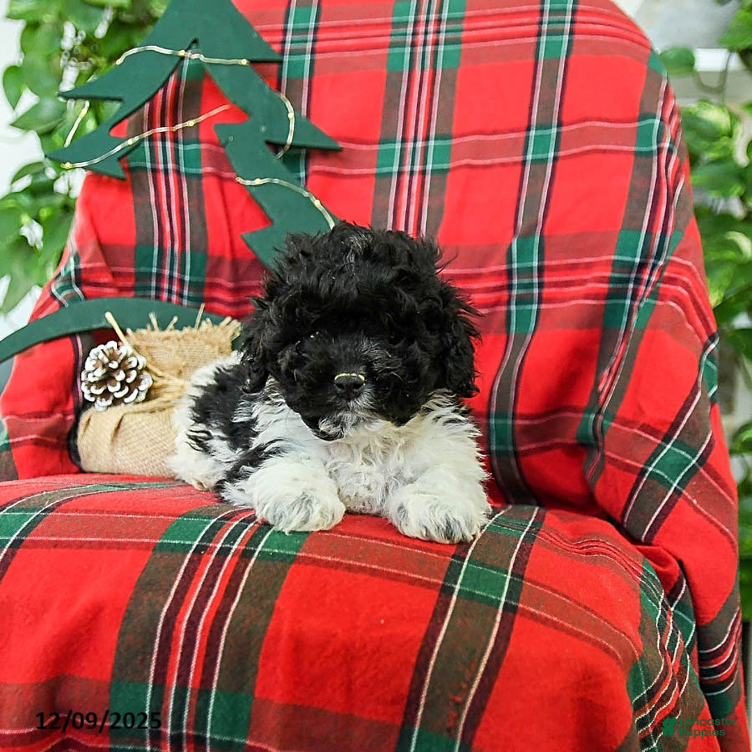 Cockapoo dogs for sale: Snoopy - Ad 3