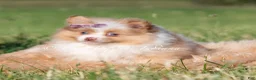 Pomeranian dogs for sale: Margo AKC - Ad 2