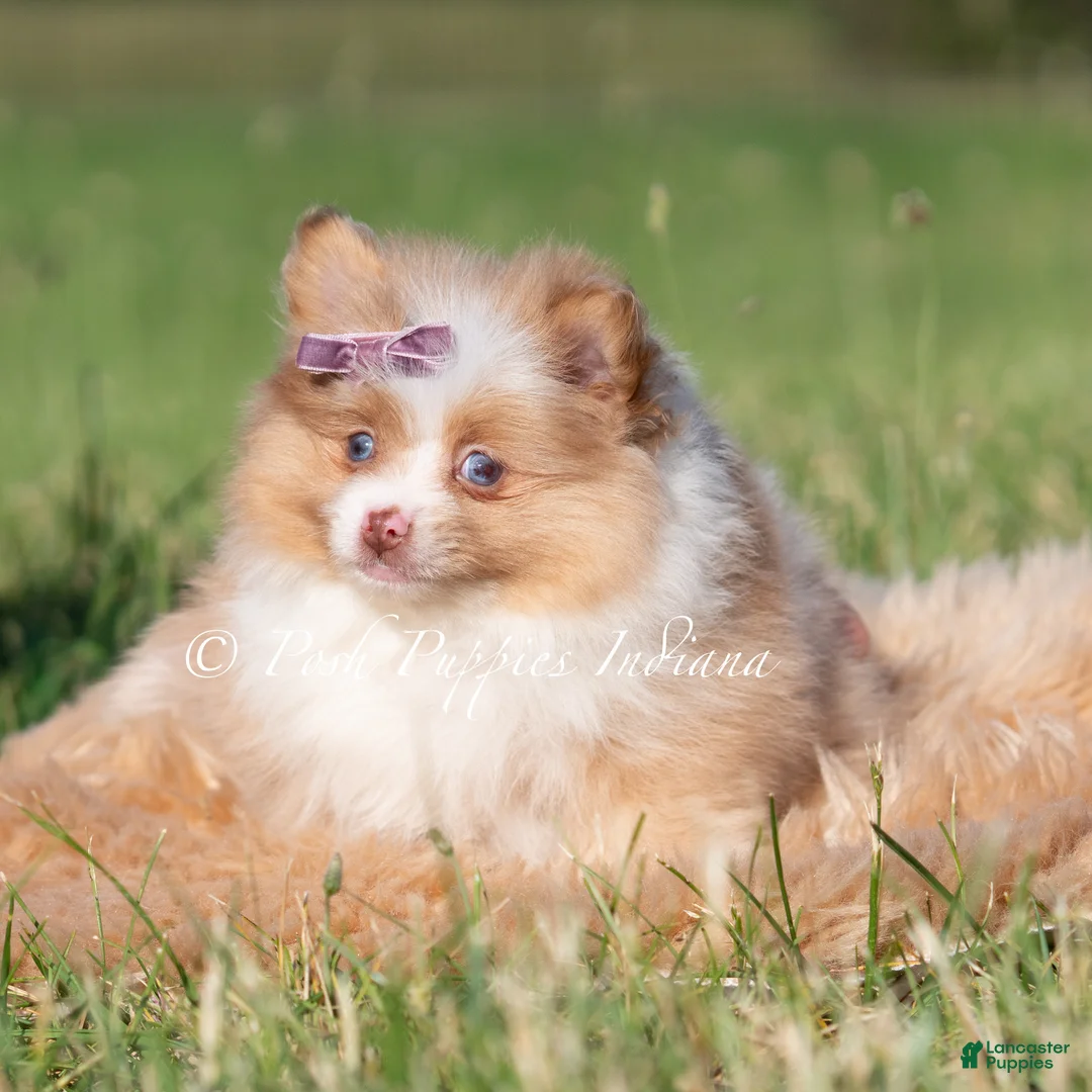 Pomeranian dogs for sale: Margo AKC - Ad 2