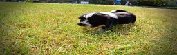 Havapoo dogs for sale: Kibbles - Ad 17