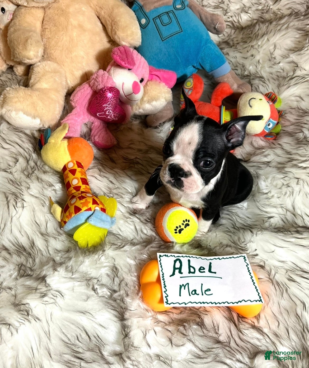 Boston Terrier dogs  Abel - Ad 2