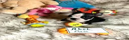 Boston Terrier dogs for sale:  Abel - Ad 2