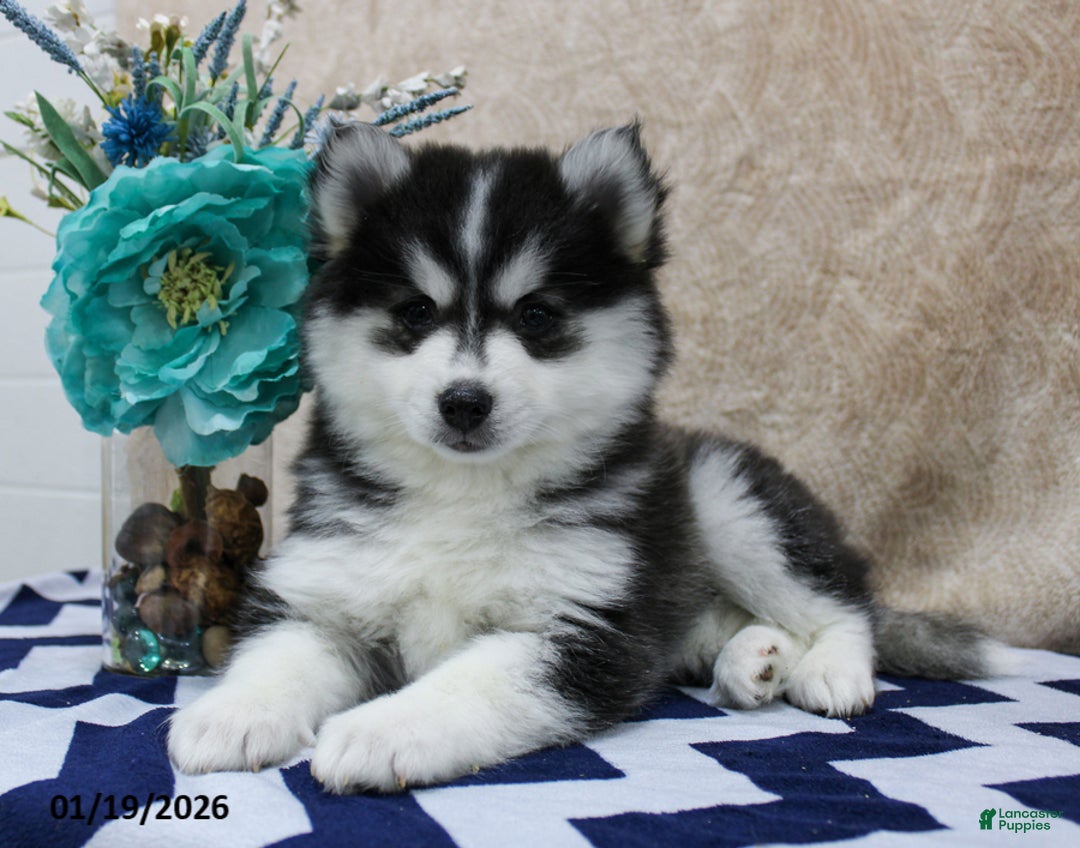 Pomsky dogs for sale: Coral - Ad 1