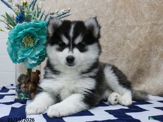 Pomsky dogs Coral - Ad 27