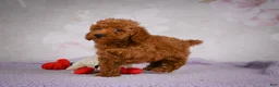 Miniature Poodle dogs for sale: Jake - Ad 8