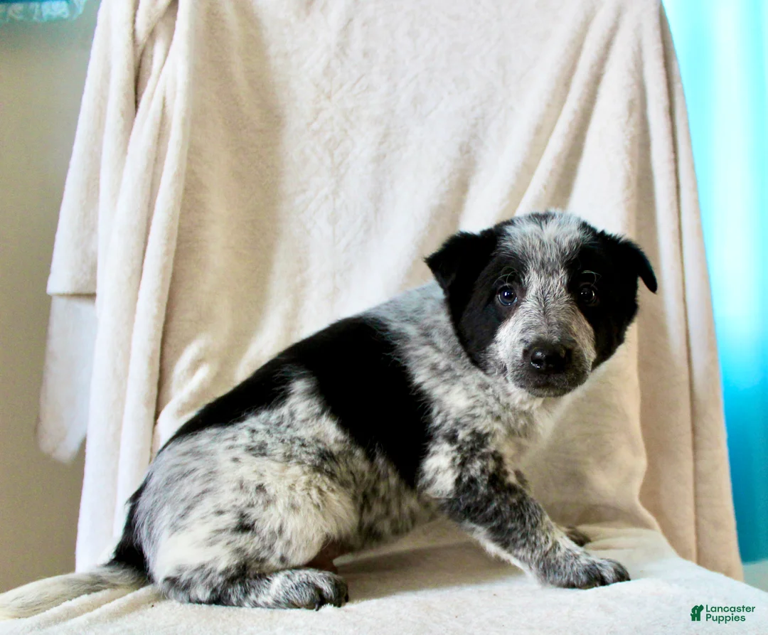 Australian Cattle Dog dogs for sale: Rocky - Ad 4
