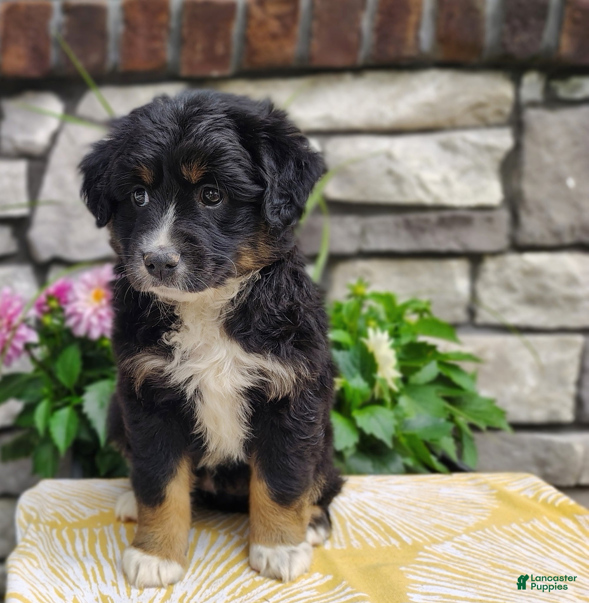 Miniature Australian Shepherd dogs Oreo  - Ad 2