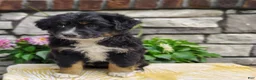 Miniature Australian Shepherd dogs for sale: Oreo  - Ad 2