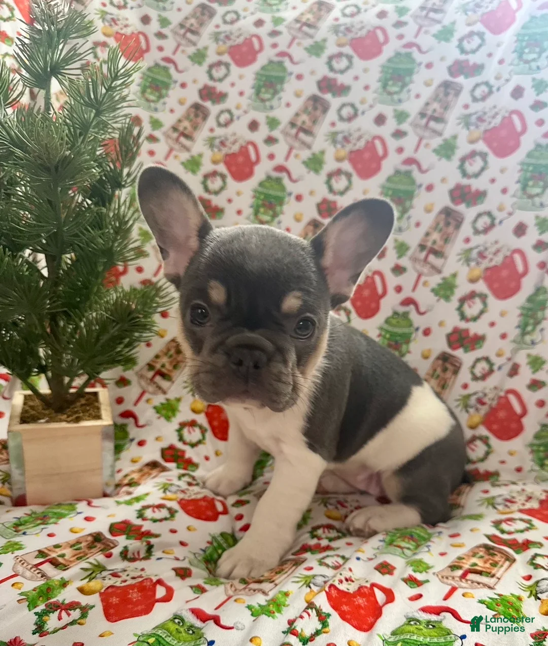 French Bulldog dogs for sale: 🎄 AKC Registered Rare Blue Pied French Bulldog Puppy – Ready for the Holidays! - Ad 4