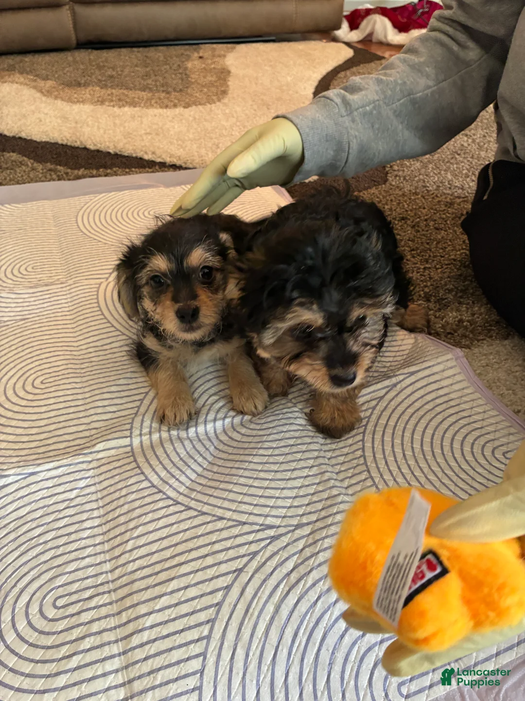 Mixed Breed dogs for sale: Mixed Breed Puppy 4 - Ad 3