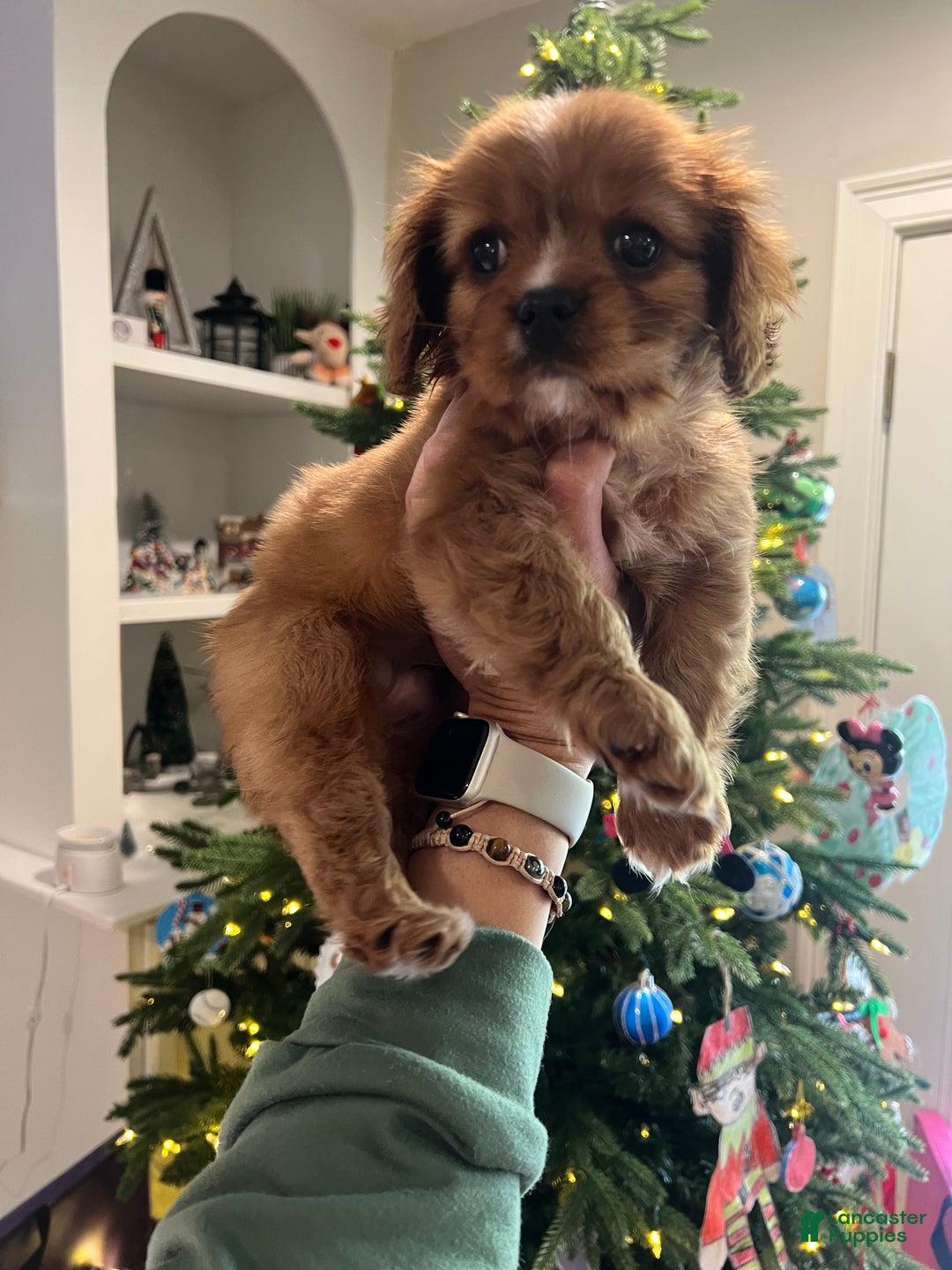 Cavalier King Charles Spaniel dogs for sale: Cavalier King Charles Spaniel Puppy 1 - Ad 4